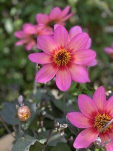 Blütenkunst Dahlie Rockin Rosie bayrische Blume 2020